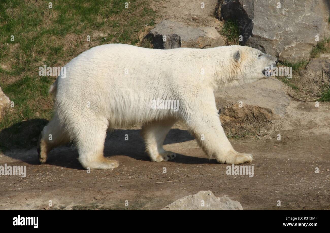 Forte magnifique ours polaire en face de rochers Photo Stock - Alamy