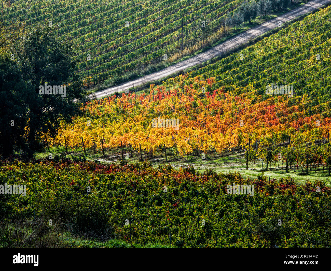L'Italie, Montepulciano, vignoble d'automne en couleur près de Montepulciano Banque D'Images