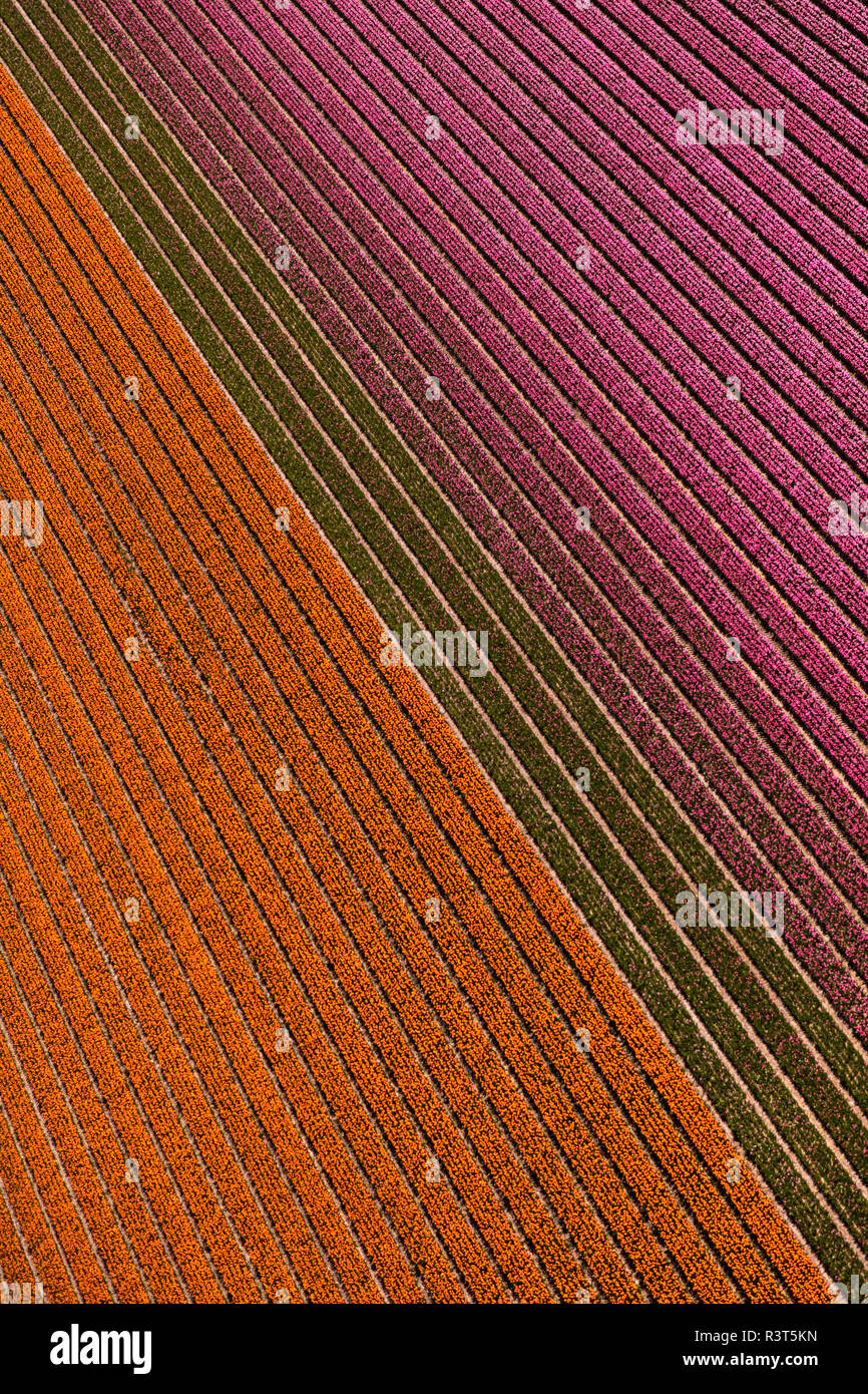 Vue aérienne du champs de tulipes en Hollande du Nord, Pays-Bas Banque D'Images