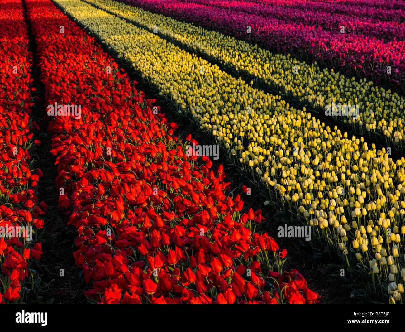 Pays-bas, Kop van Noord-Holland, champs de tulipes en Hollande Banque D'Images