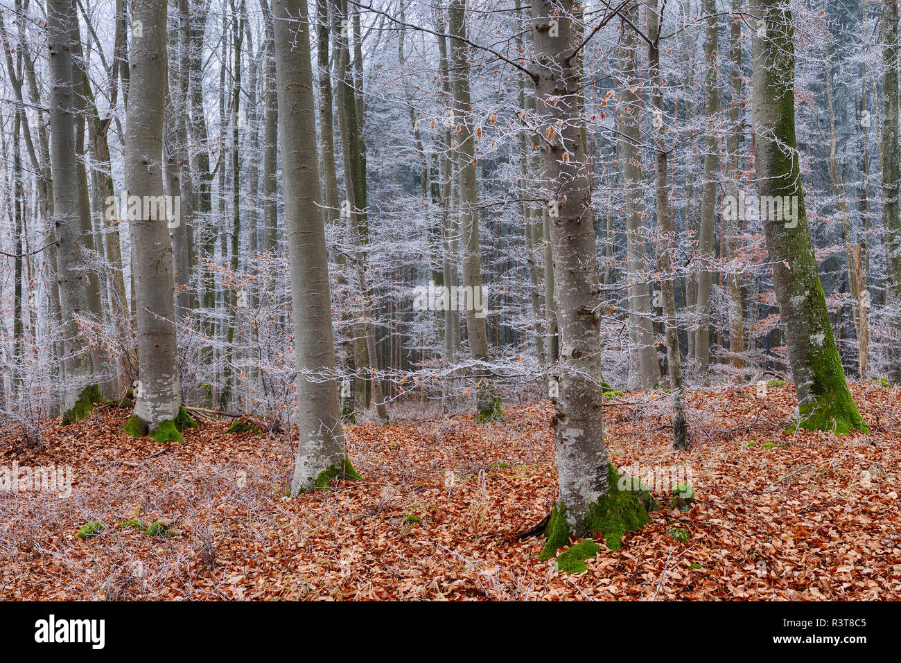 Gelée blanche à forêt de hêtres Banque D'Images