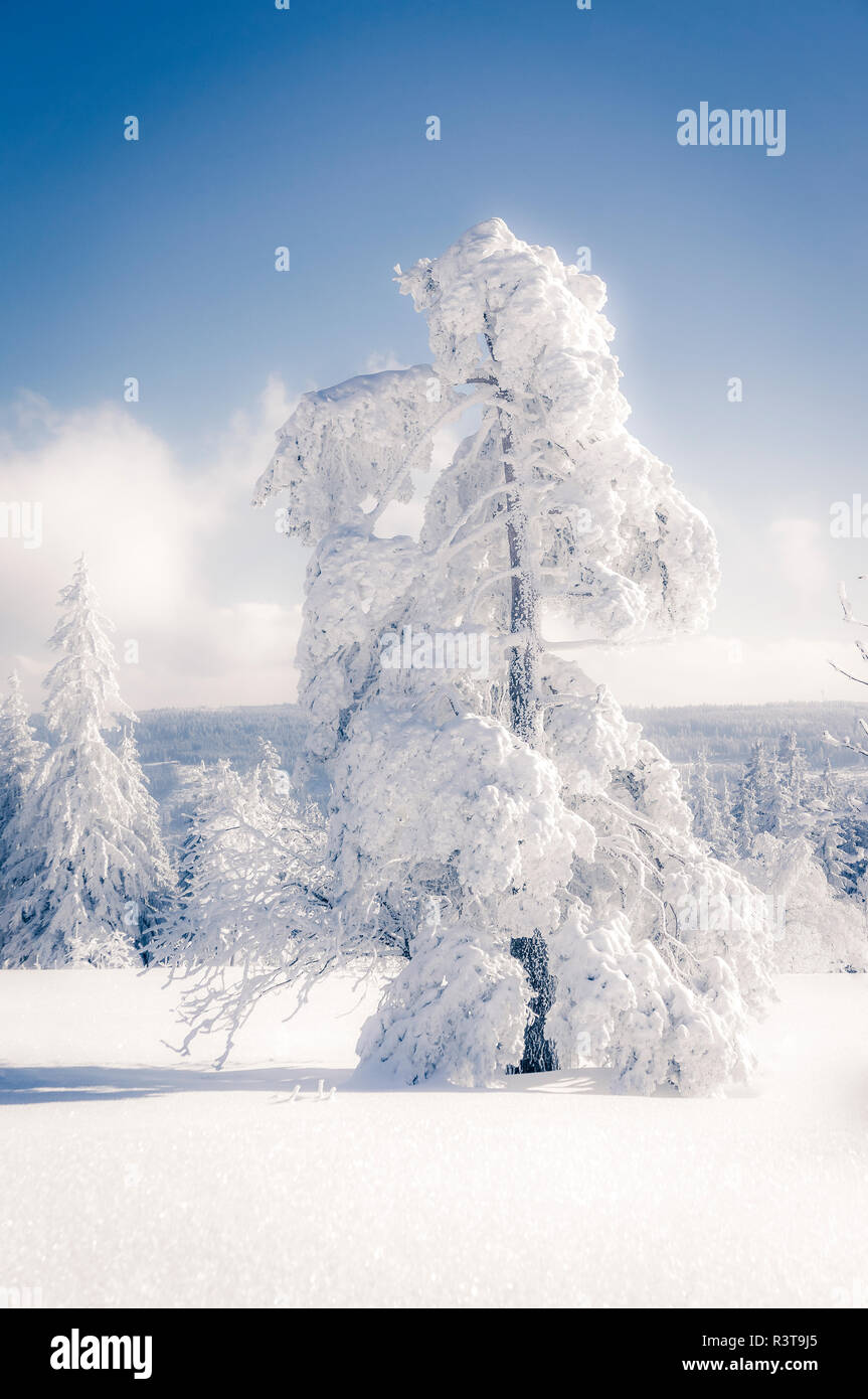 Allemagne, Bade-Wurtemberg, Schliffkopf, snow-covered tree à Forêt Noire Banque D'Images