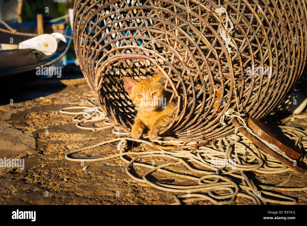 Chat dans un filet de pêche, Soline, Mljet Island National Park, Dalmatie, Croatie Banque D'Images