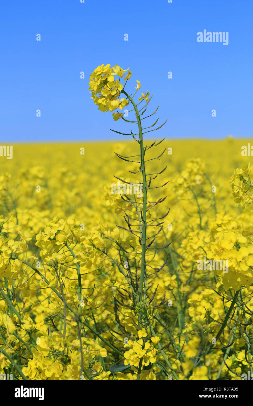 L'Angleterre, Yorkshire du Nord, Rievaulx. Proximité Rivière seigle. Domaines de la canola jaune vif (aka le colza). Utilisé pour le pétrole et comme légume. Banque D'Images
