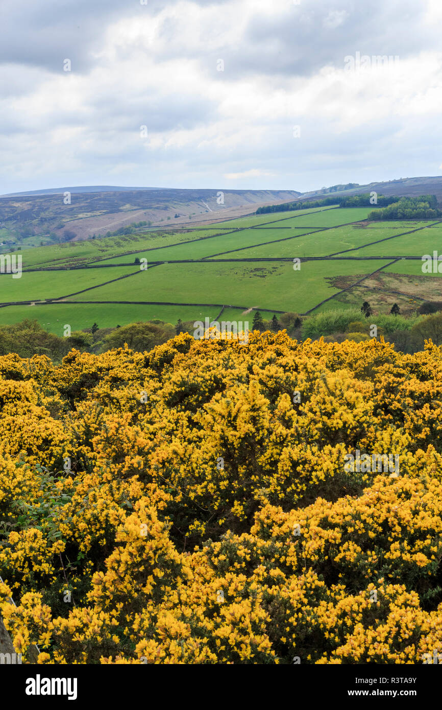 L'Angleterre, West Yorkshire. Paysage, collines, vallées, champs, pâturages et pâturages. Banque D'Images