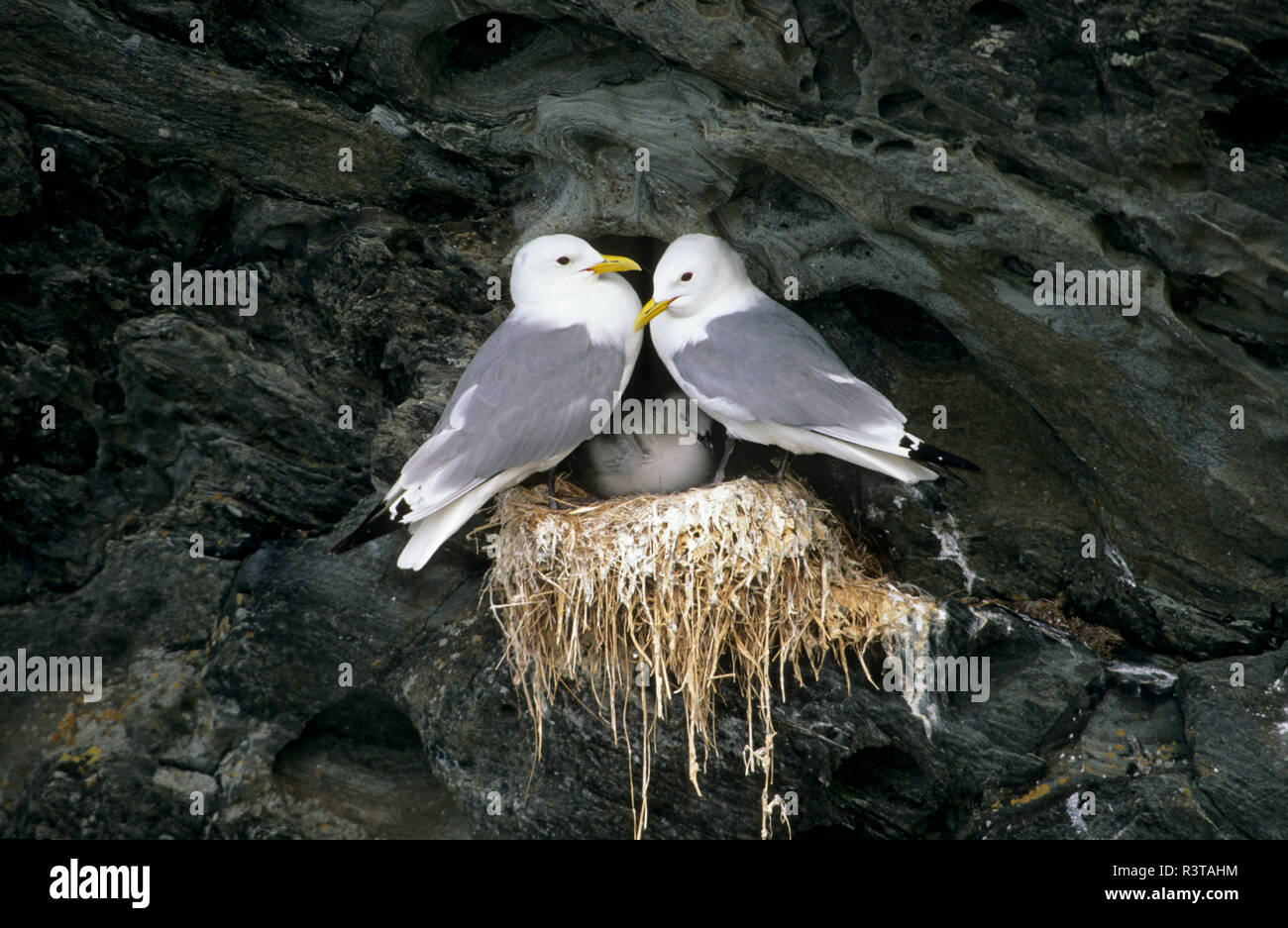 La mouette tridactyle (Rissa tridactyla), colonie dans les falaises de l'île de Colonsay en Ecosse Banque D'Images