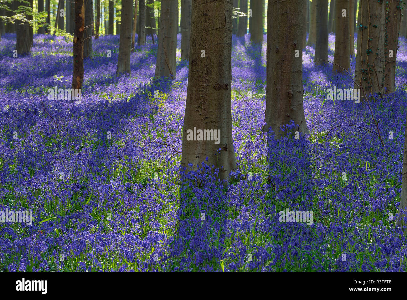 Belgique, Hainaut, Halle, Hallerbos, Bluebell flowers, Hyacinthoides non-scripta, forêt de hêtres au début du printemps Banque D'Images