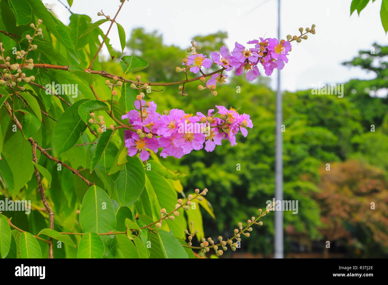 Imprimeur de la fleur, Lagerstroemia macrocarpa Wall. violet belle on tree Banque D'Images