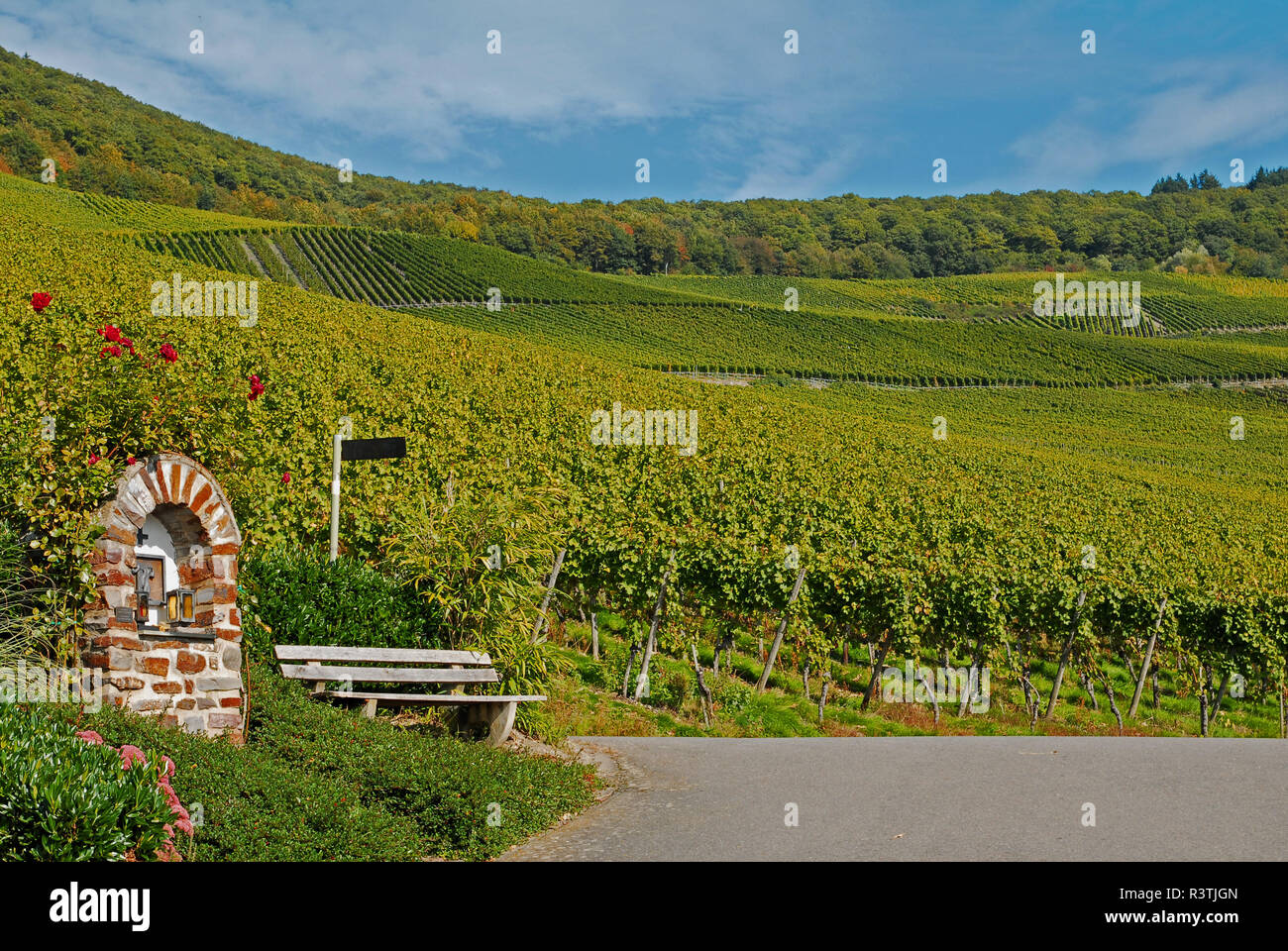 Vignoble en automne Banque D'Images