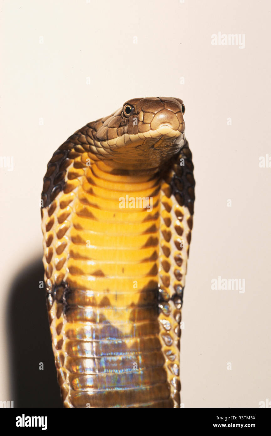 King Cobra snake, captive Banque D'Images