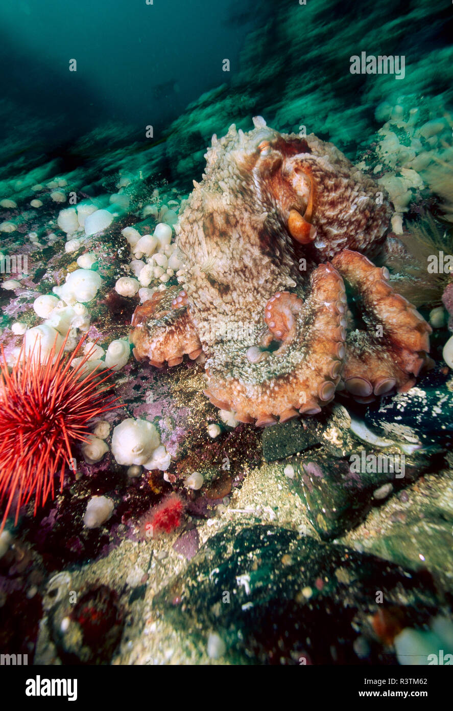 Giant Octopus du Pacifique (Enteroctopus dofleini), Pacific Northwest USA Banque D'Images
