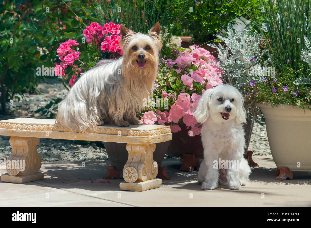 Yorkshire Terrier avec ami dans jardin Banque D'Images