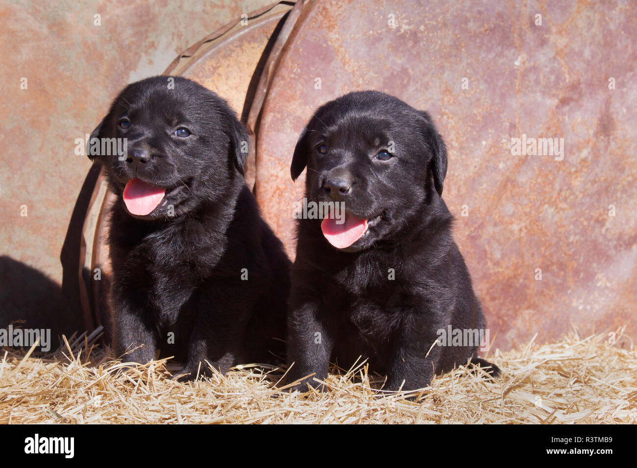 Chiots Labrador noir assis sur une balle de foin (PR) Banque D'Images