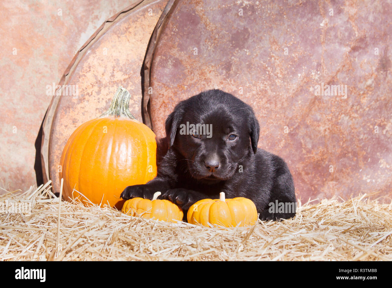Chiots Labrador noir assis sur une balle de foin avec des citrouilles (PR) Banque D'Images