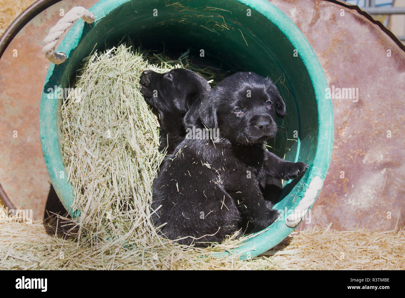 Deux chiots Labrador noir assis dans le foin dans un seau (PR) Banque D'Images