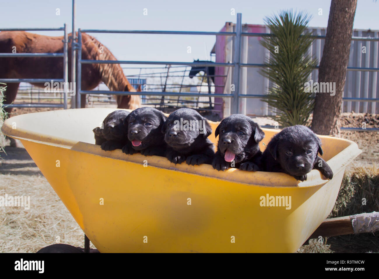 Cinq chiots Labrador noir dans une brouette jaune (PR) Banque D'Images