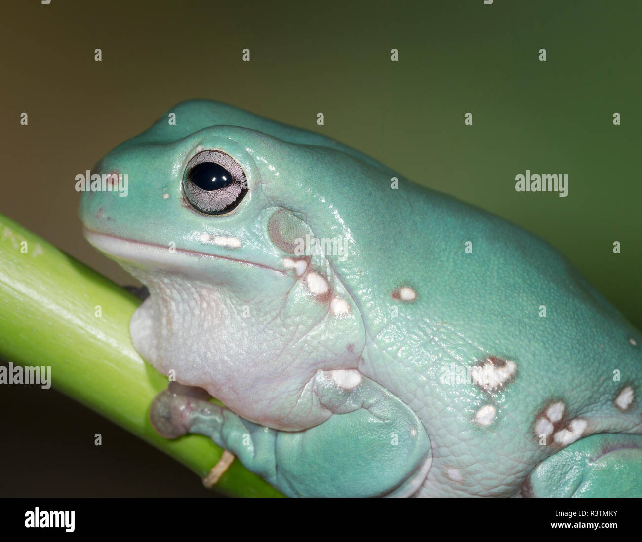 Litoria caerulea Banque de photographies et d’images à haute résolution — free download