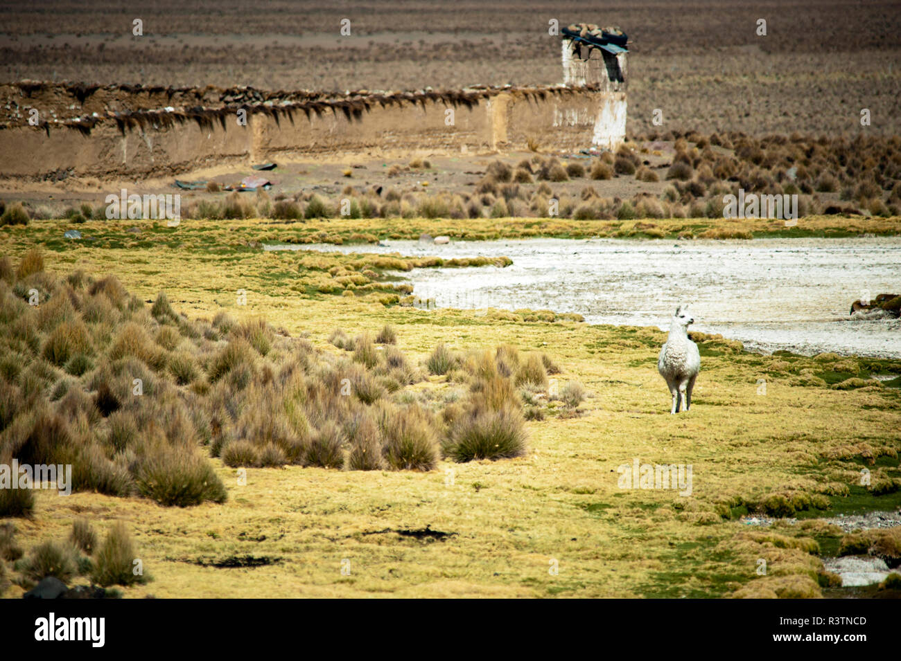 Seul le lama, le parc national de Sajama, Bolivie Banque D'Images