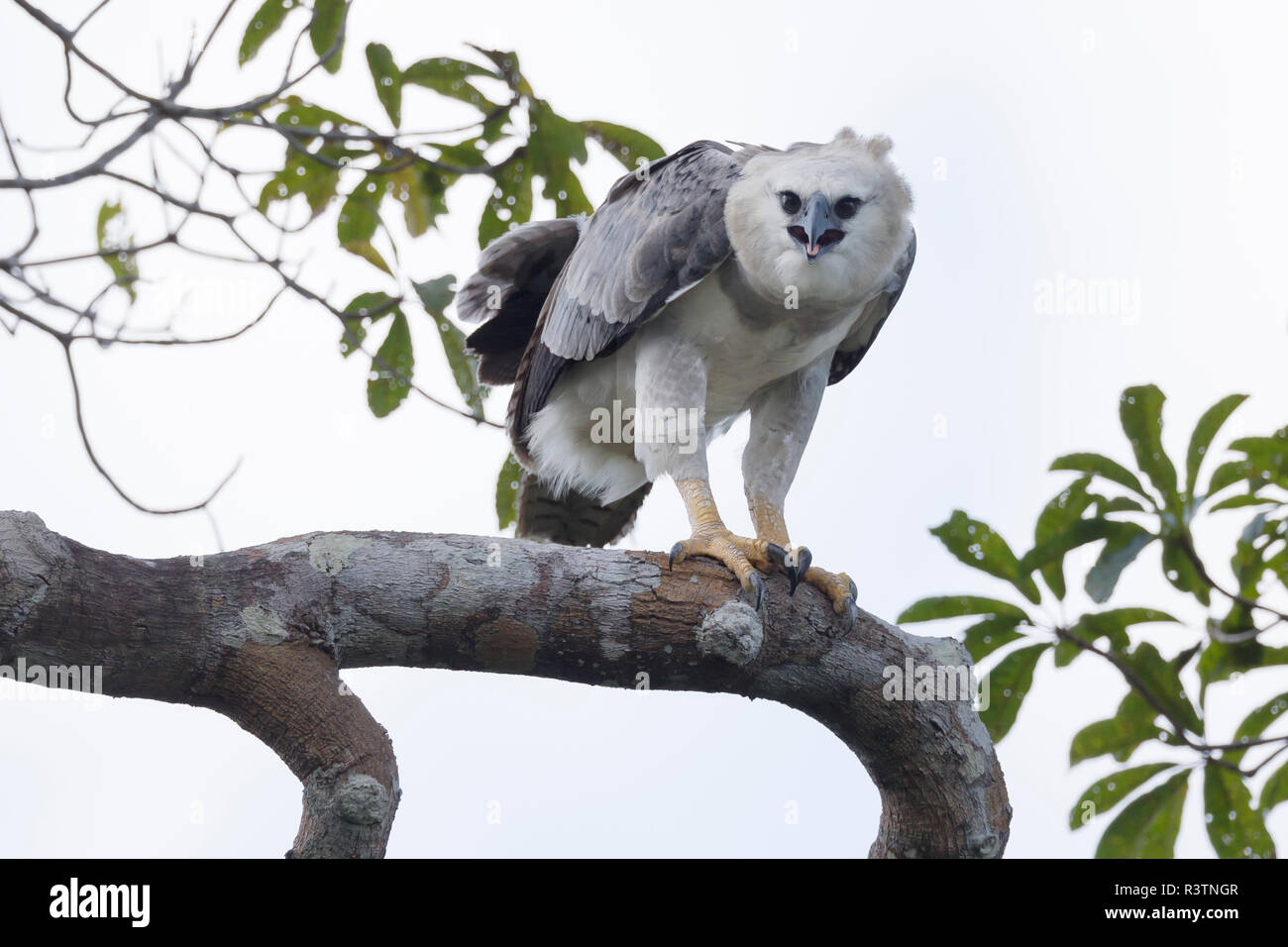 Le Brésil, l'Amazonie, près de Manaus, harpie féroce Harpia harpyja,. La harpie dans son arbre de nidification. Banque D'Images