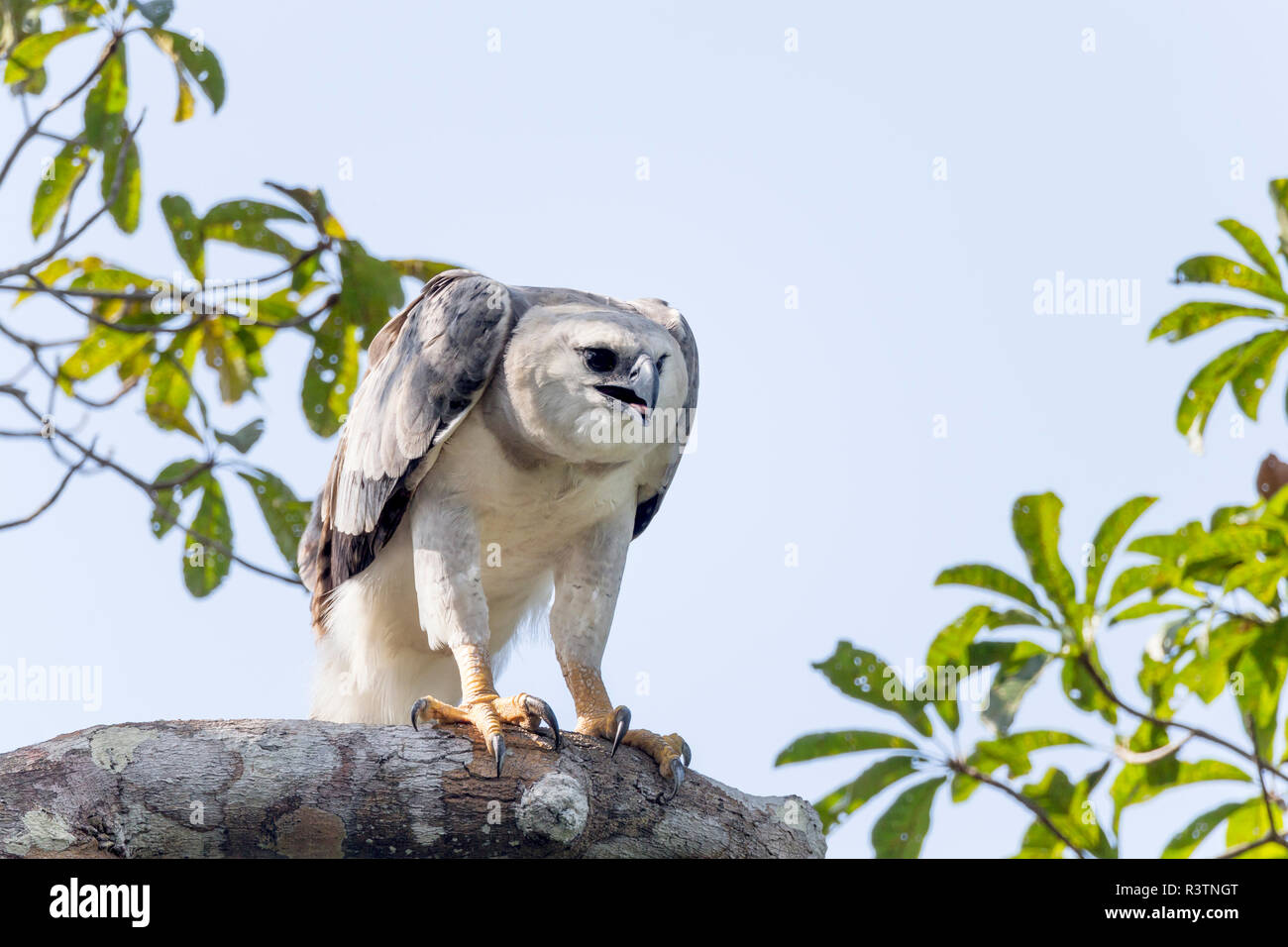 Le Brésil, l'Amazonie, près de Manaus, harpie féroce Harpia harpyja,. La harpie dans son arbre de nidification. Banque D'Images