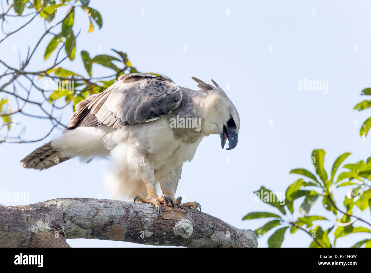 Le Brésil, l'Amazonie, près de Manaus, harpie féroce Harpia harpyja,. La harpie dans son arbre de nidification. Banque D'Images