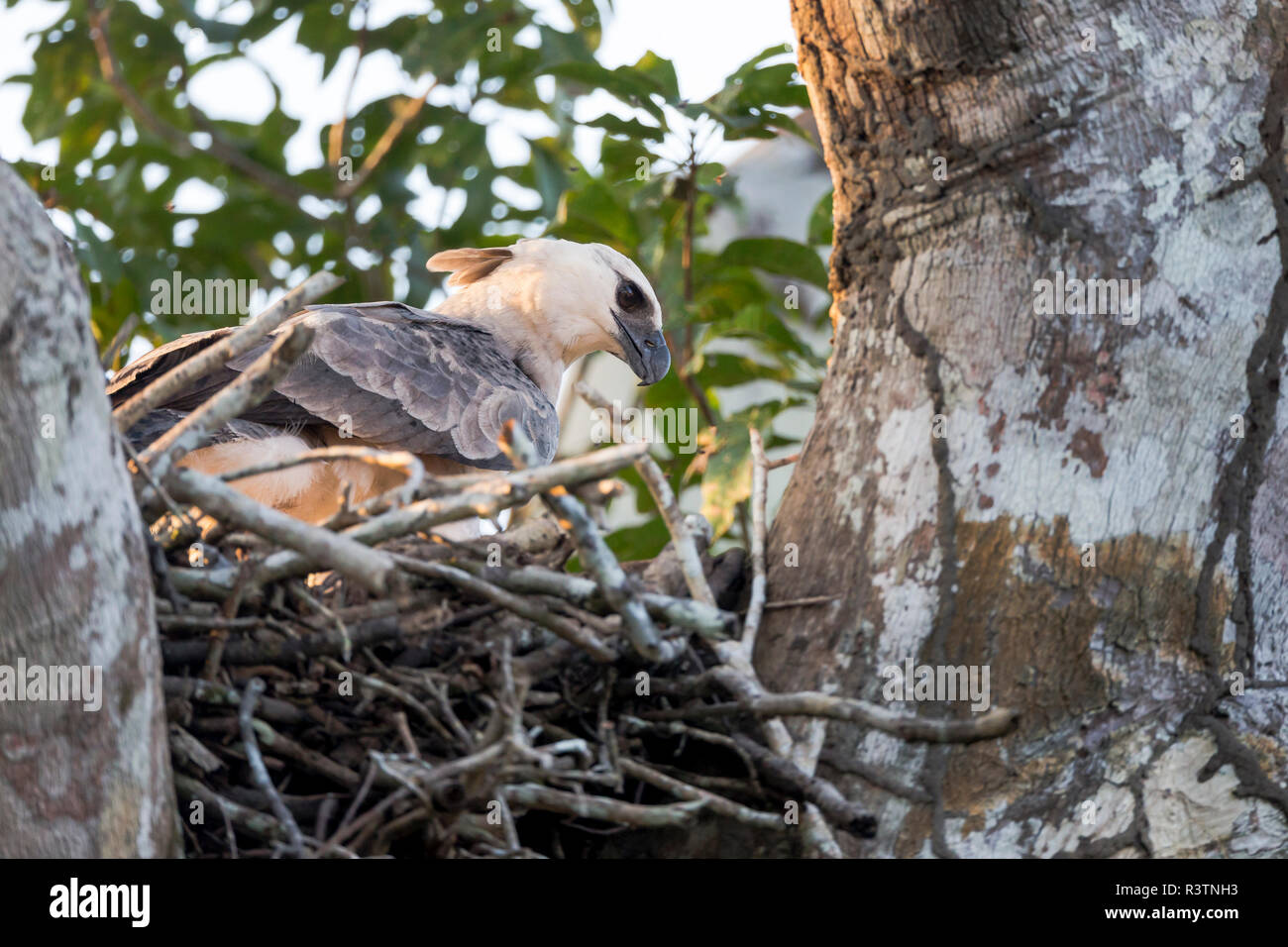 Le Brésil, l'Amazonie, près de Manaus, harpie féroce Harpia harpyja,. Cette harpie juvénile renvoie à sa prochaine au cas où le parent a chuté de nourriture pour elle. Banque D'Images