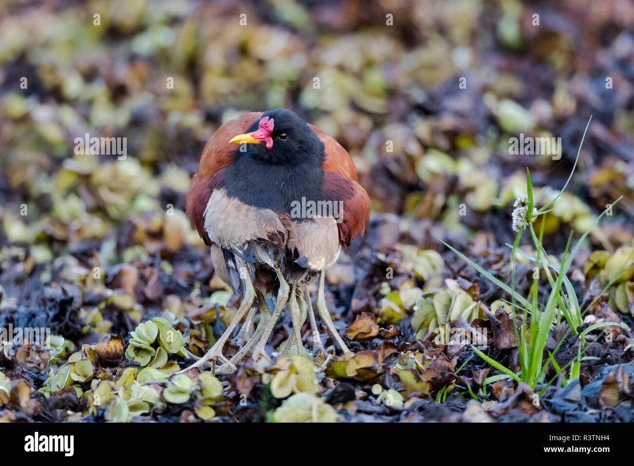 Le Brésil, le Pantanal, Rio Claro, jacana jacana Jacana, Caronculée. Jacana Caronculée mâle protège ses petits à partir d'une menace perçue. Banque D'Images