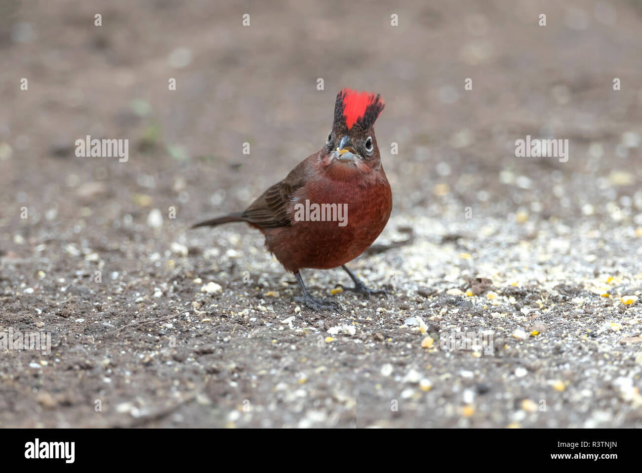 Le Brésil, le Pantanal. Le grand rouge manger finch maïs concassé ci-dessous une mangeoire pour oiseaux. Banque D'Images