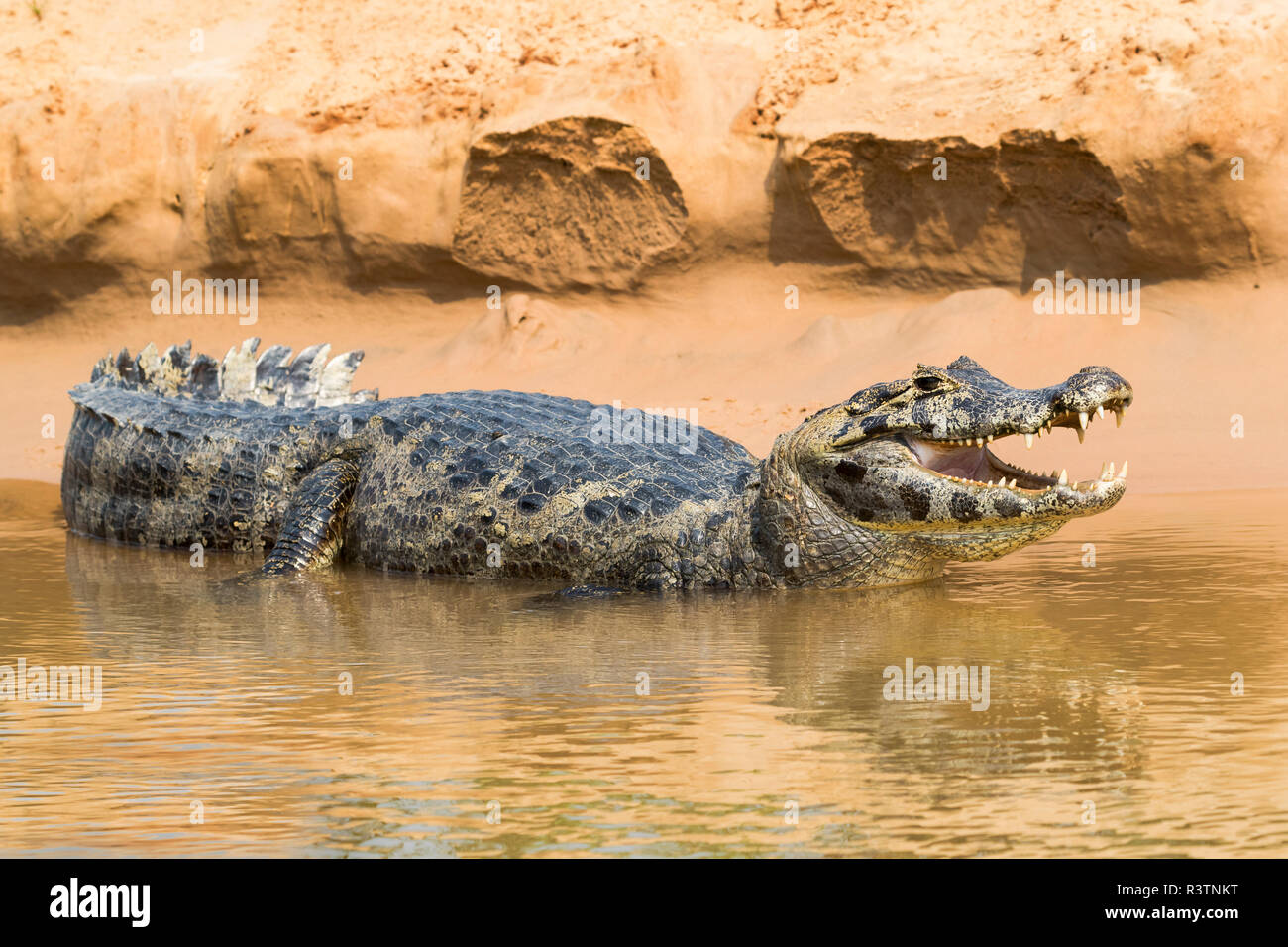 Le Brésil, le Pantanal. Portrait d'un caïman noir bouche ouverte sur la rive du fleuve. Banque D'Images