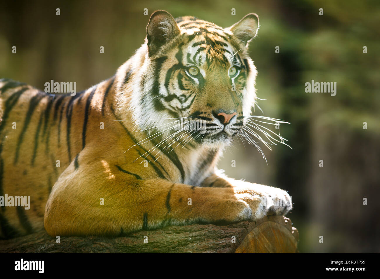 Image tigre siberien libre de savons aussi que Tiger (Panthera tigris altaica),le plus grand chat vivant Banque D'Images