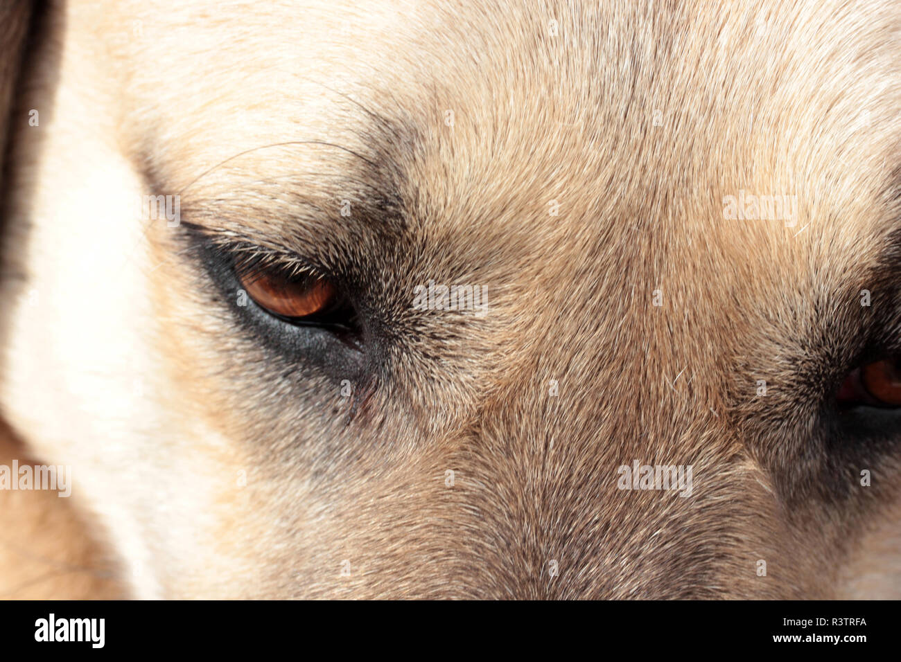 Chien de Berger d'Anatolie Banque D'Images