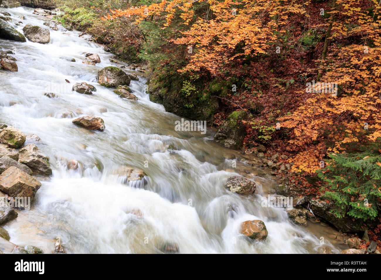 L'Europe, la Roumanie. Gorges du Bicaz Gorges et Red Lake région. La couleur de l'automne le long de la rivière déchaînée. Banque D'Images