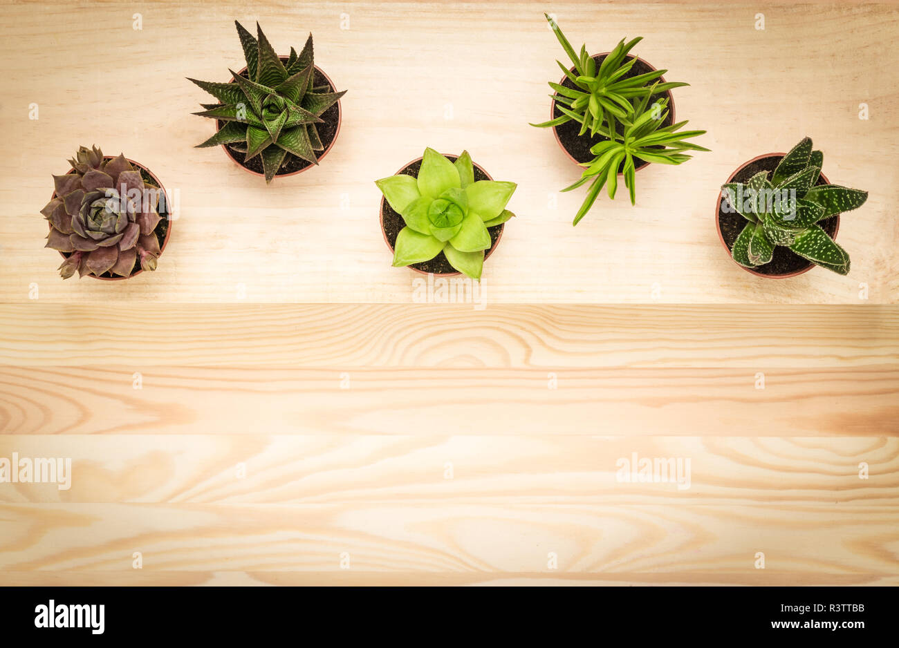 Différents types de mini plantes succulentes, sur fond de bois avec l'exemplaire de l'espace. Banque D'Images