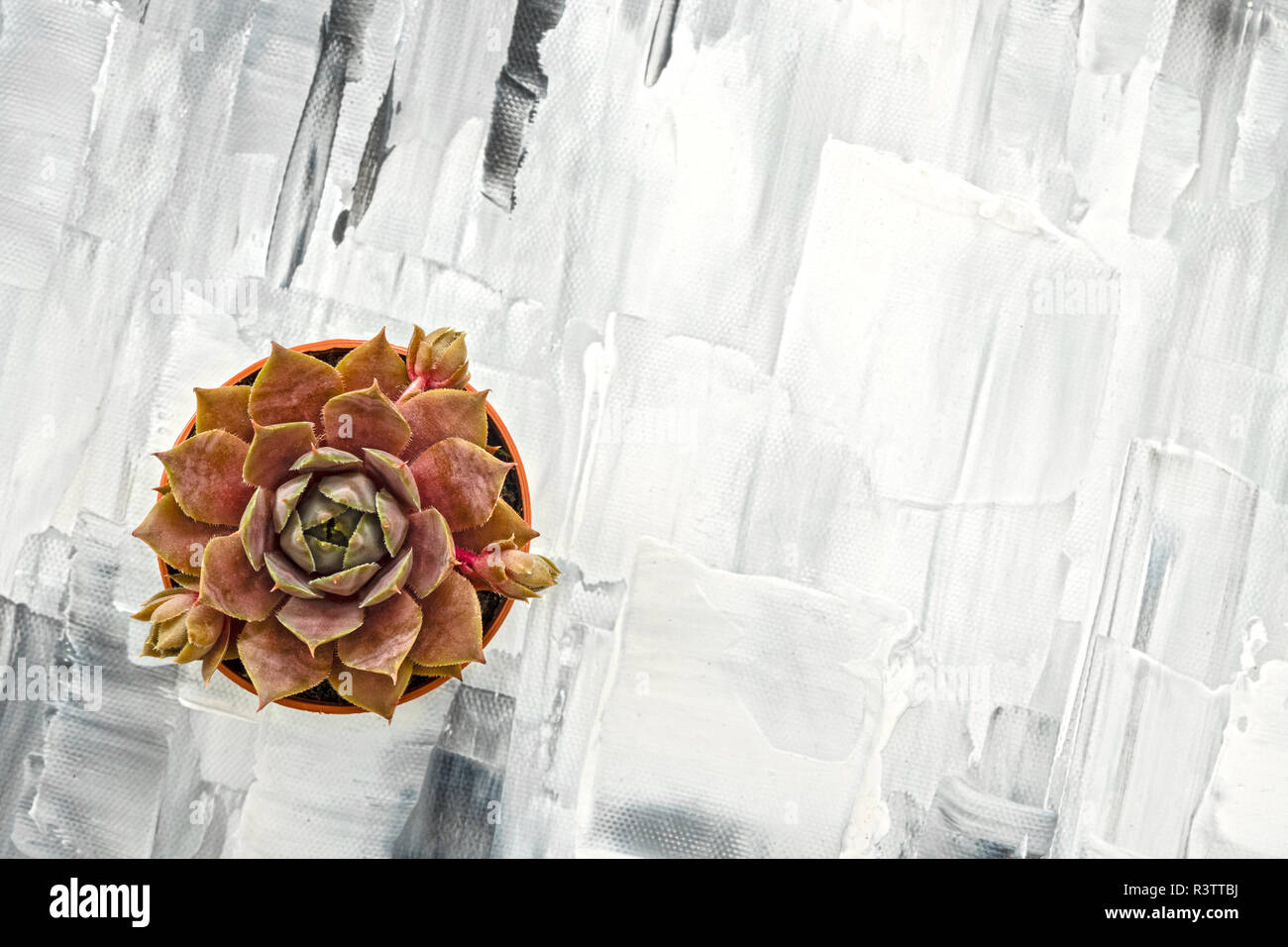 Plante succulente rouge foncé sur noir et blanc Toile artistique, avec l'exemplaire de l'espace. Banque D'Images