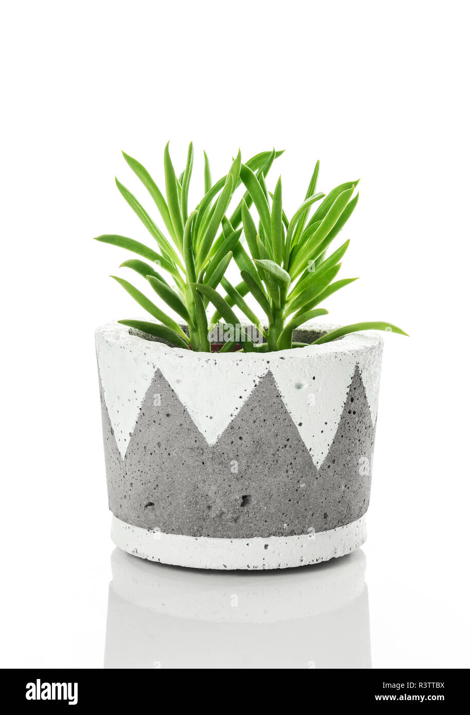 Plante succulente d'un vert vif dans un pot en béton à la main, sur fond blanc. Maison contemporaine de la décoration. Banque D'Images