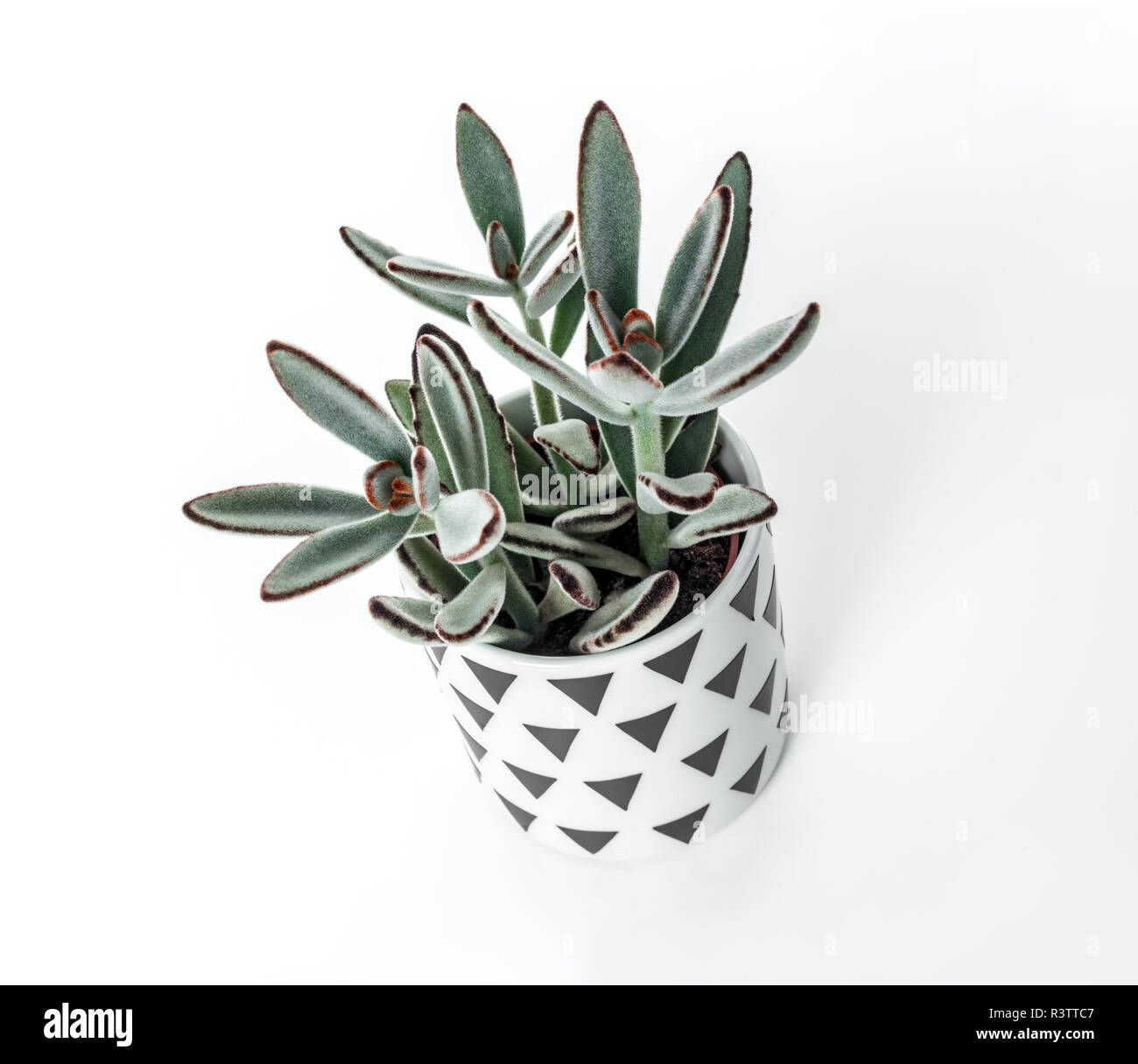 Kalanchoe tomentosa (Panda), dans un style scandinave pot, isolé sur fond blanc. Banque D'Images