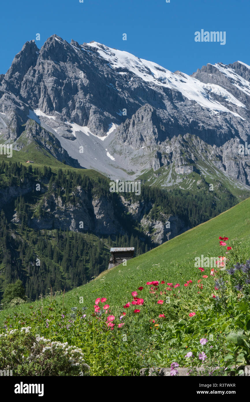 La Suisse. Montagnes grimpent brutalement au-dessus de prairies dans l'Oberland bernois. Banque D'Images