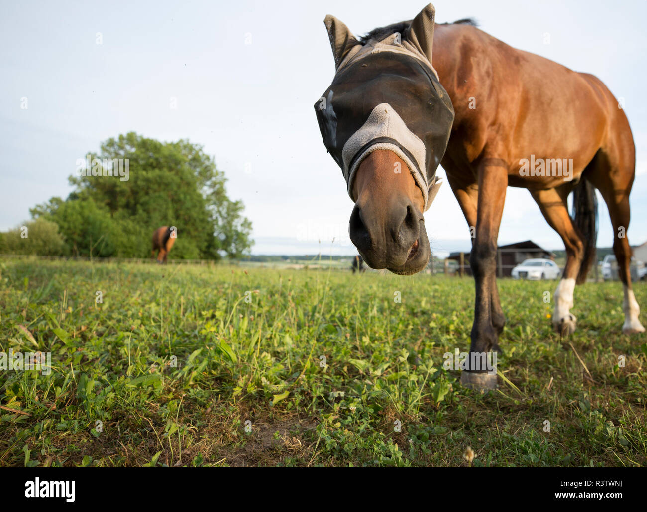 L'approche du cheval curieux Banque D'Images