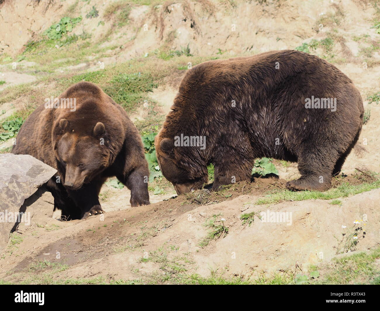 L'ours brun du Kamtchatka Banque D'Images