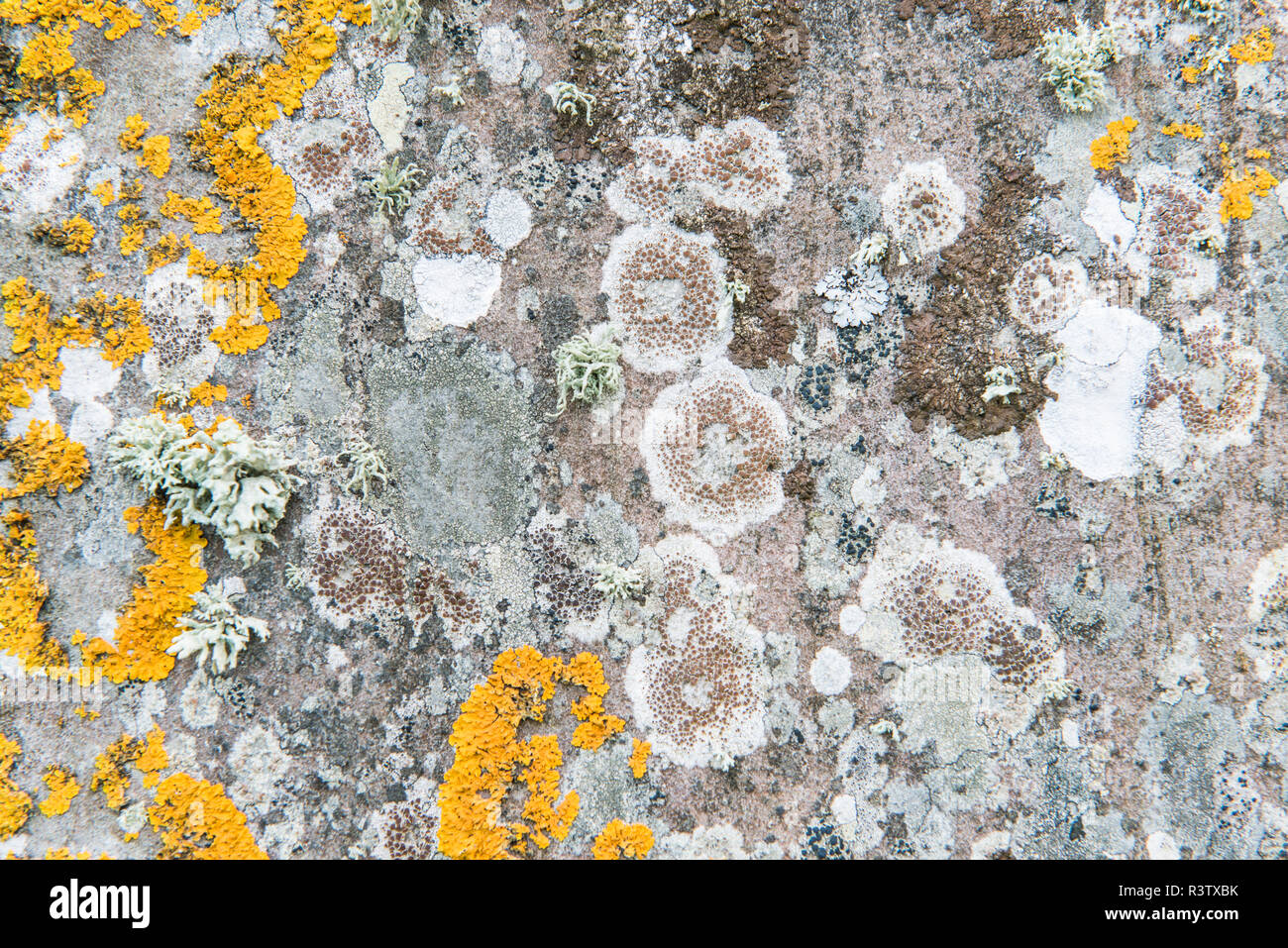 Le Royaume-Uni, l'Écosse, l'île d'Orkney, anneau de Shetlands, détail de lichens poussant sur une pierre érigée entre 2000 et 2500 BC. Banque D'Images