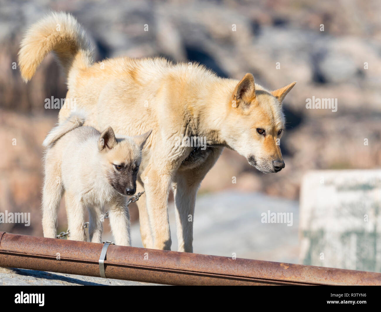 Chiens de traîneau de la petite ville Uummannaq dans le nord-ouest du Groenland, le Danemark. Au cours de l'hiver, les chiens sont toujours utilisés comme chien d'équipes tirent des traîneaux de pêcheurs. Banque D'Images