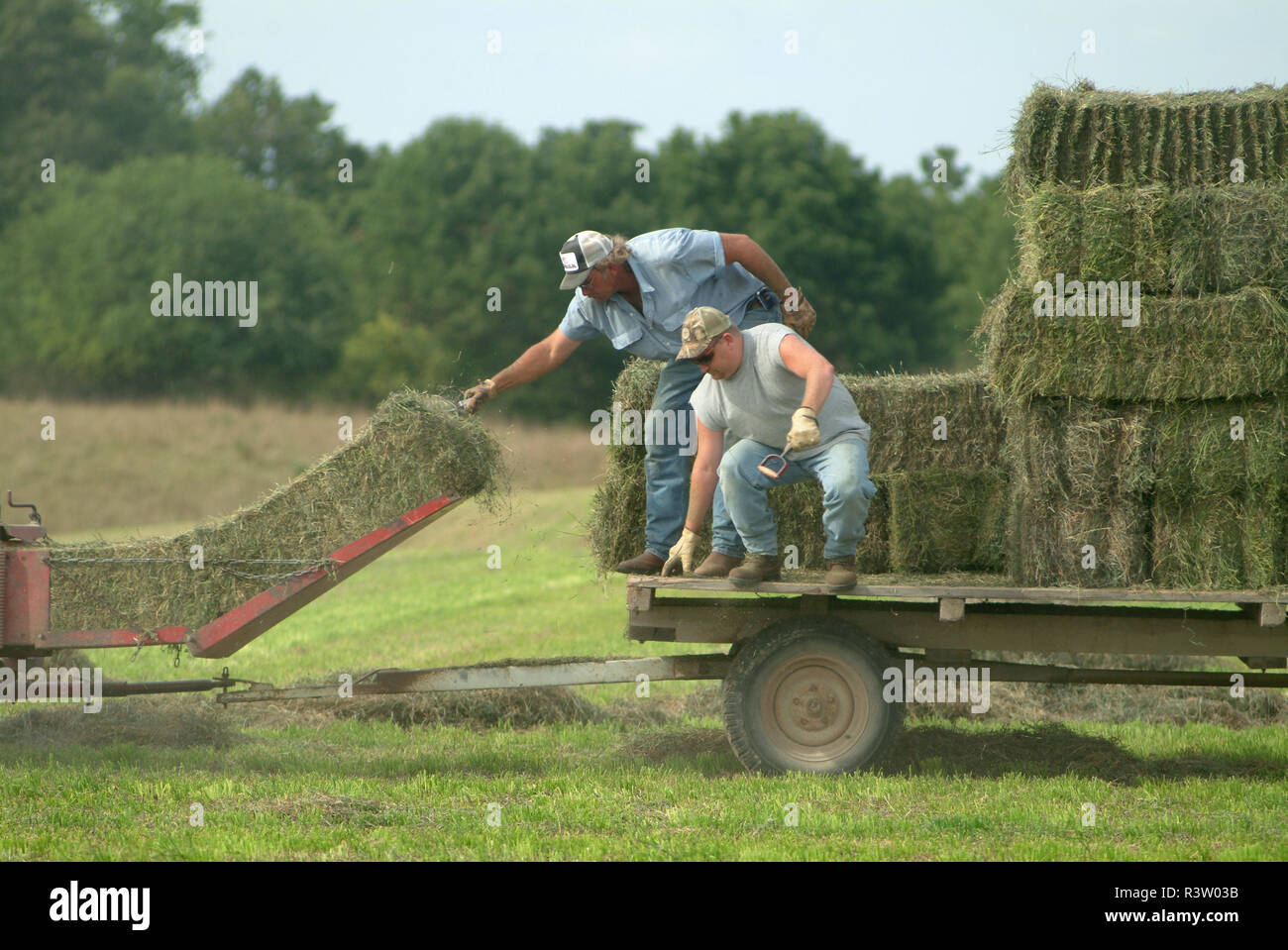 Les agriculteurs ramasser des bottes de foin (usage éditorial uniquement  Photo Stock - Alamy