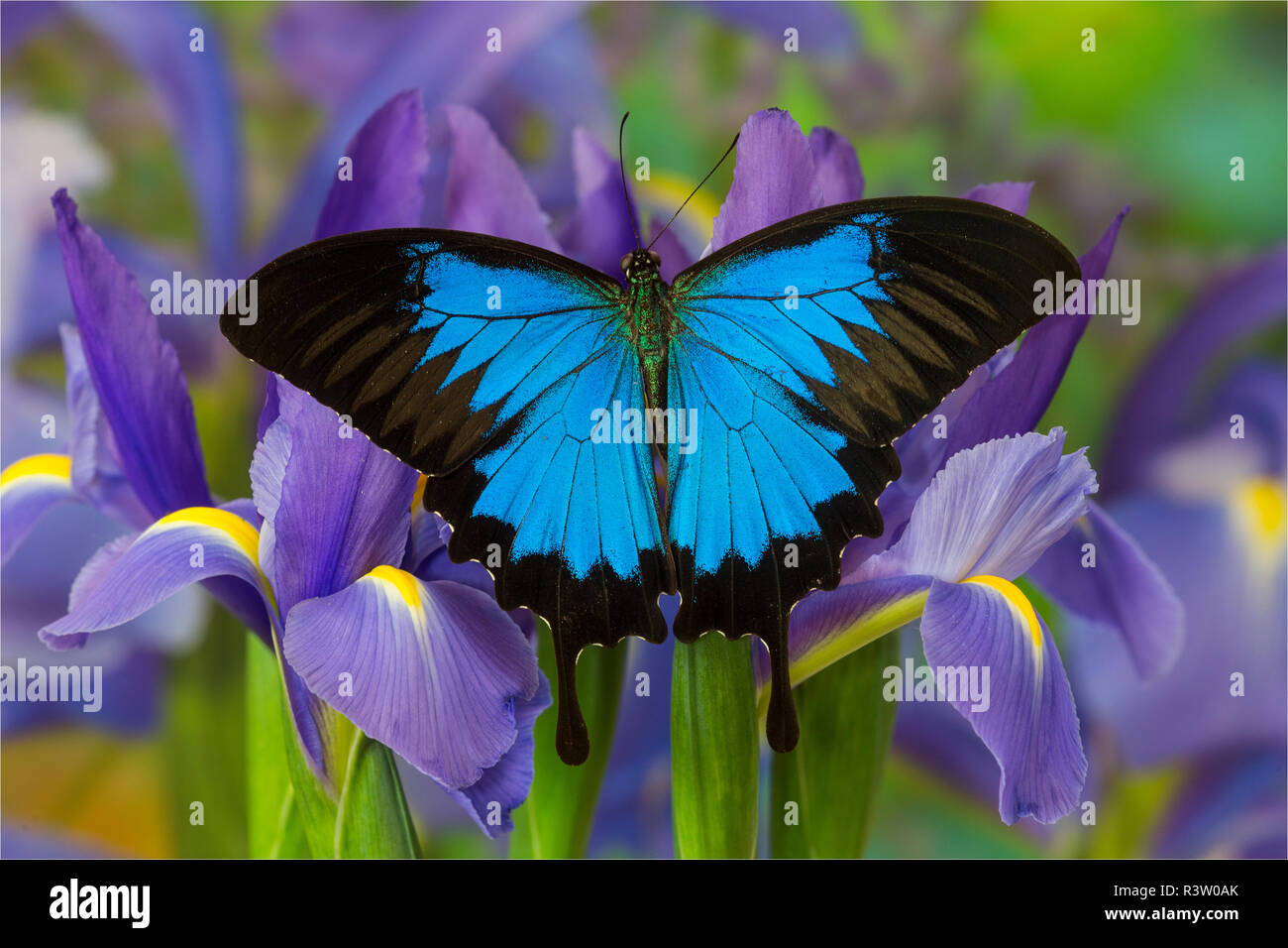 Blue Mountain australienne, papillon du machaon Papilio Ulysses, reposant sur Dutch Iris bleu Banque D'Images