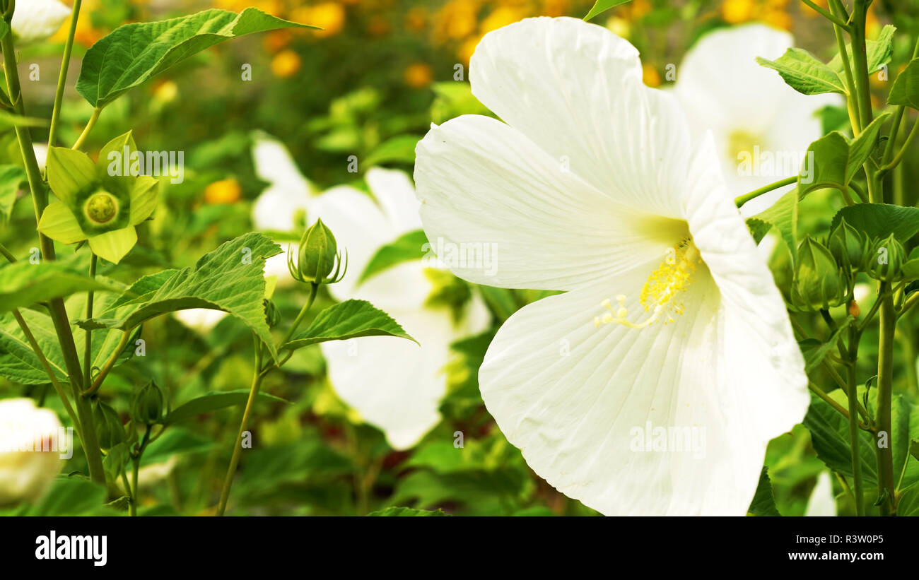 Fleur blanche dans le jardin // / belle fleur Banque D'Images