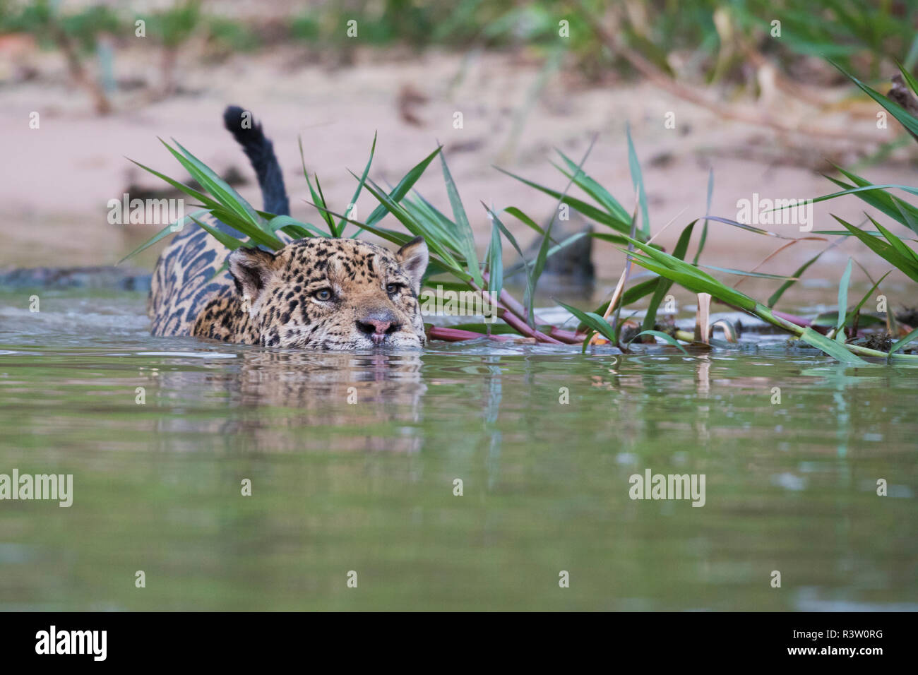 Pour une baignade à Jaguar Banque D'Images