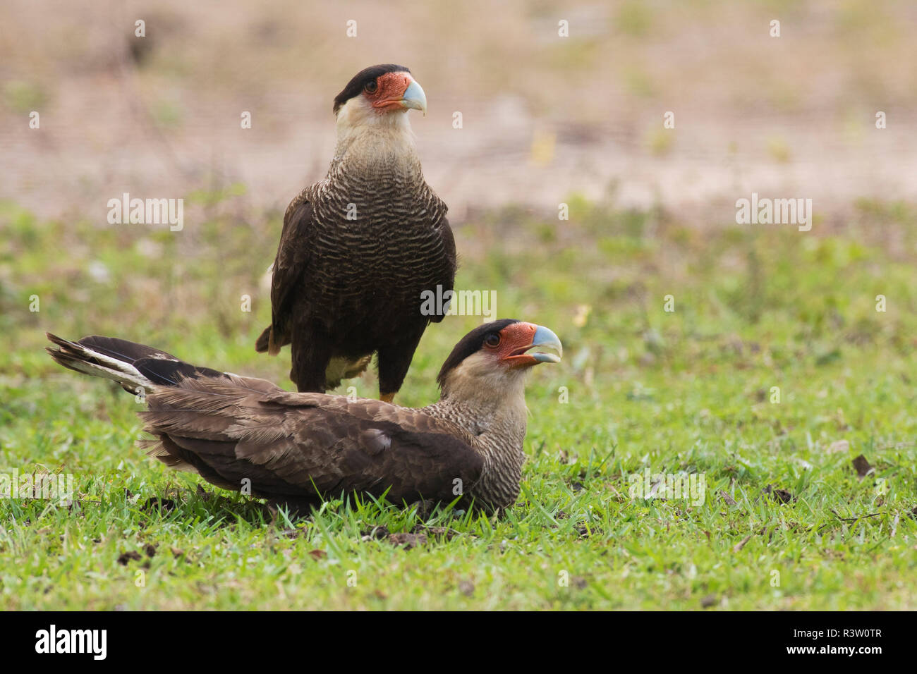 Paire de caracara australe Banque D'Images