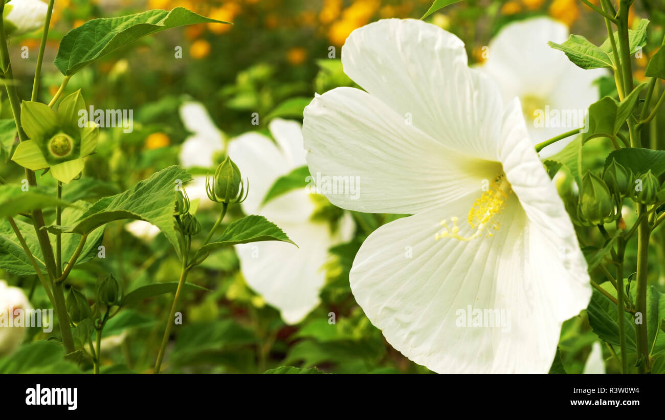 Fleur blanche dans le jardin // / belle fleur Banque D'Images