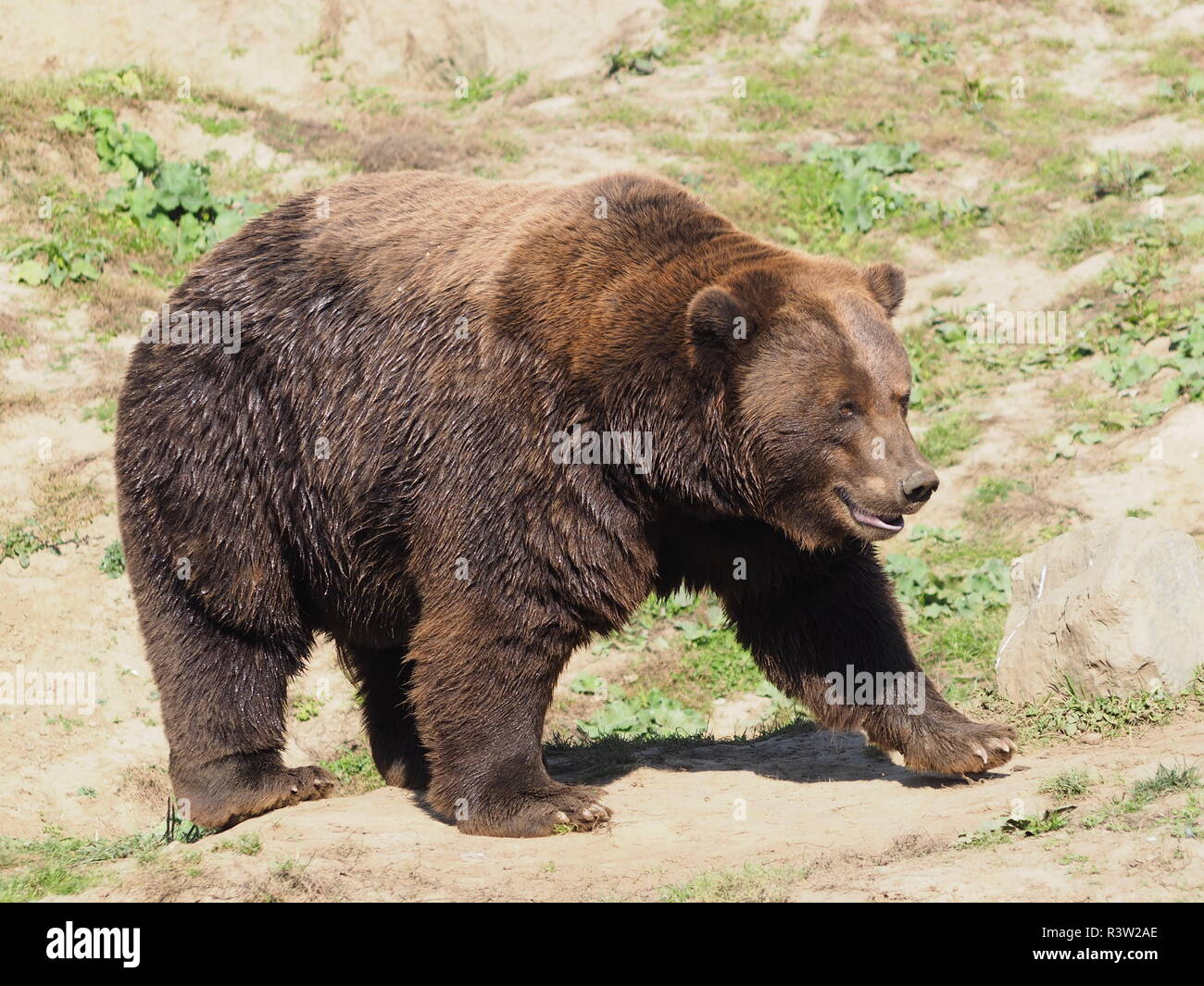 L'ours brun du Kamtchatka Banque D'Images