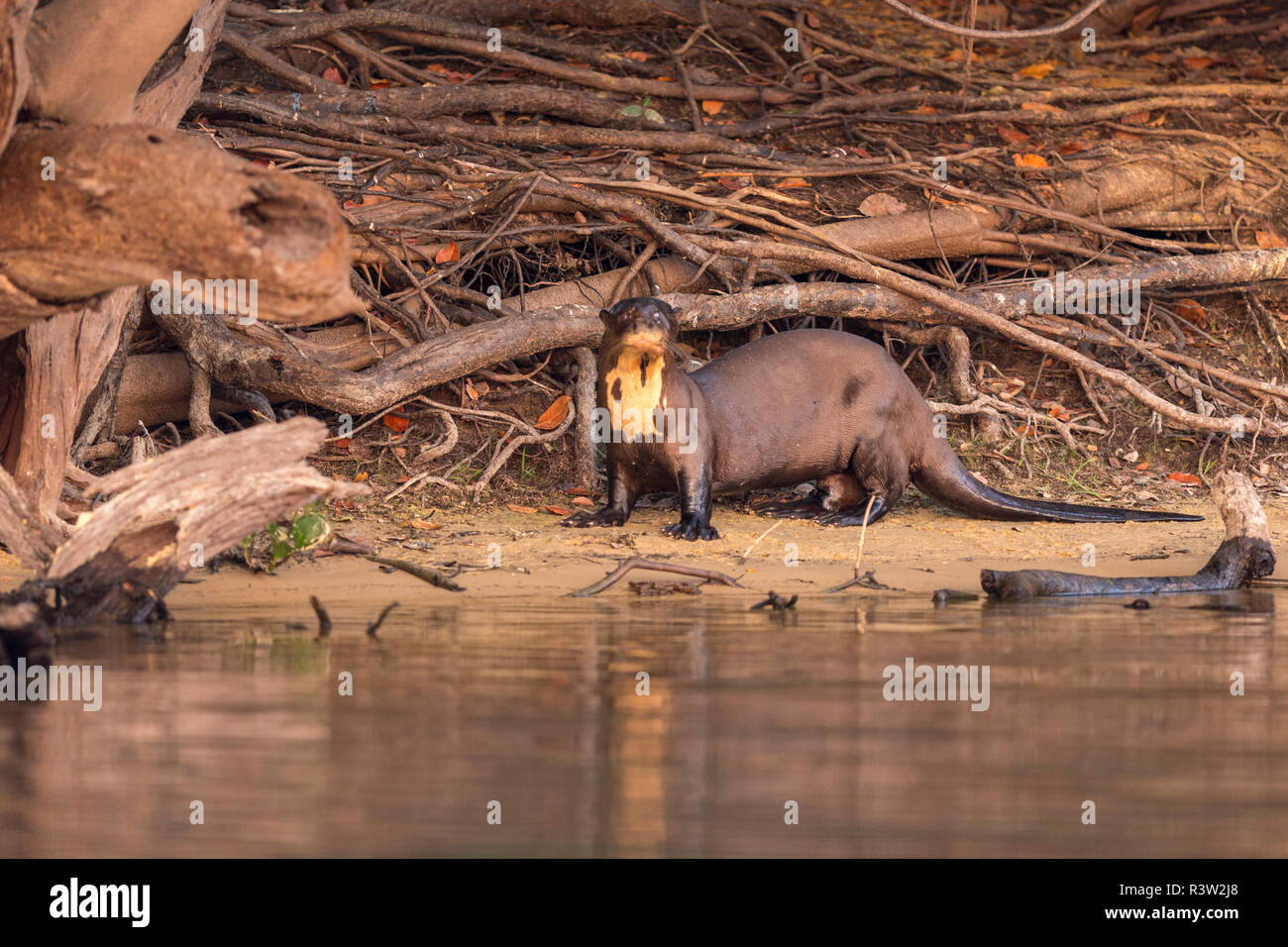 La loutre géante (Pteronura brasiliensis) donne de la rive d'une rivière dans le Pantanal Brésilien Banque D'Images