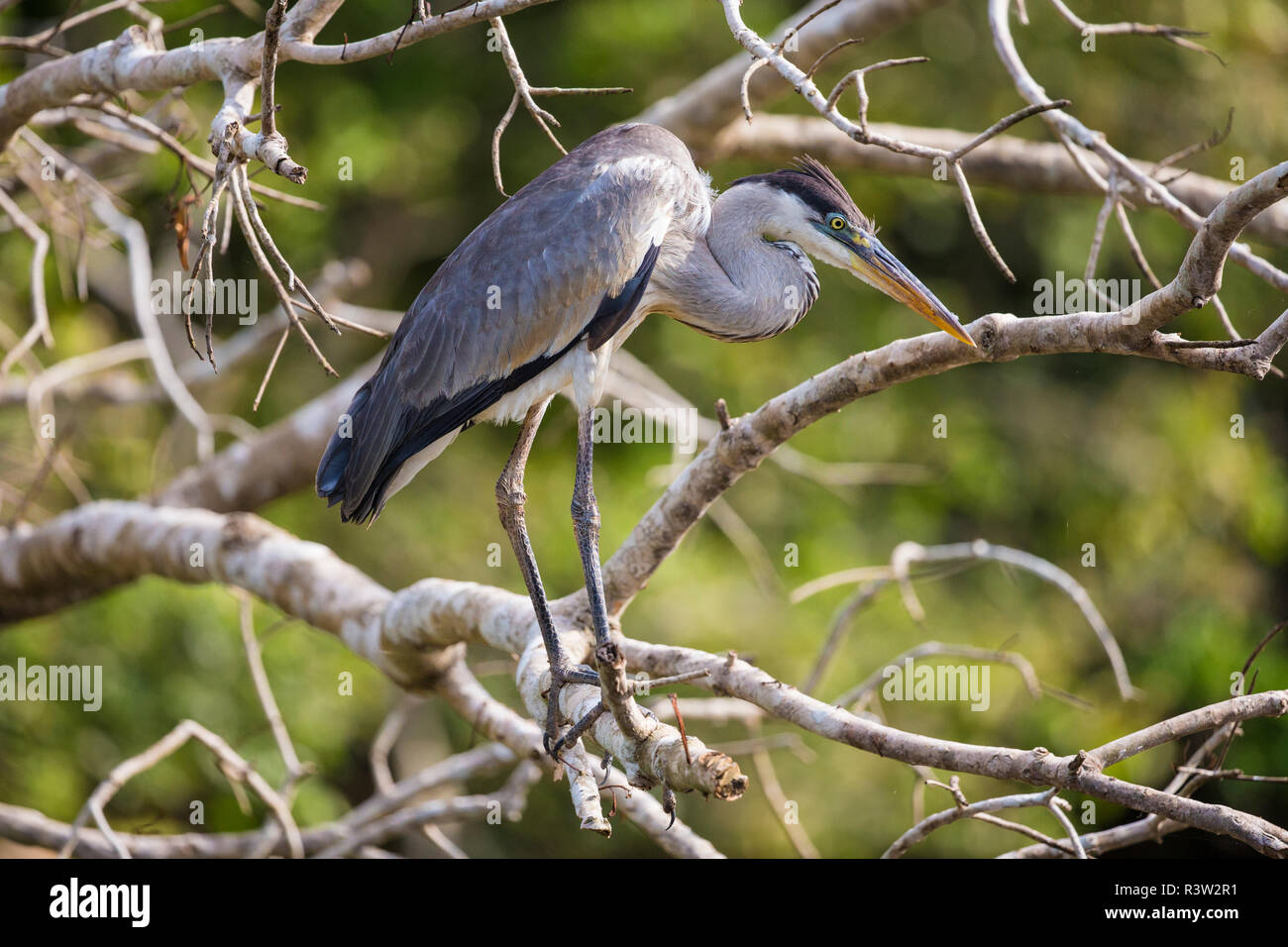 Le Brésil. Un cocoi Heron (Ardea purpurea) dans le Pantanal, la plus grande zone humide tropicale, UNESCO World Heritage Site. Banque D'Images